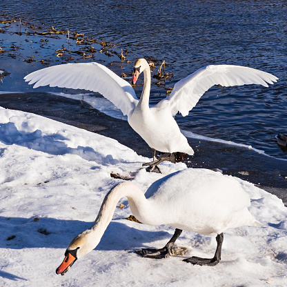 Swans on the river bank