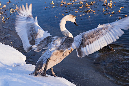 Wild swan in fighting pose