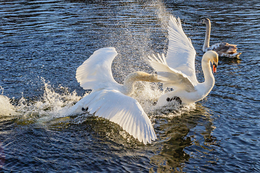 Fight of swans on the water