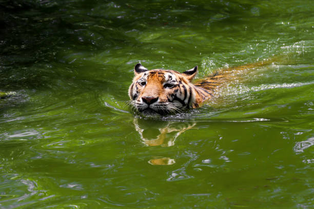 Tiger swimming show head and alert to camera