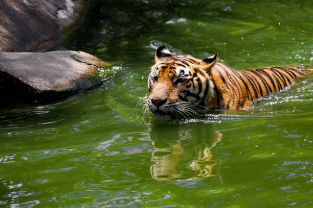 istock Tiger swimming show head and alert to camera 803816598
