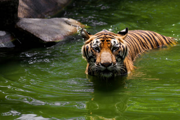 istock Tiger swimming show head and alert to camera 803816614