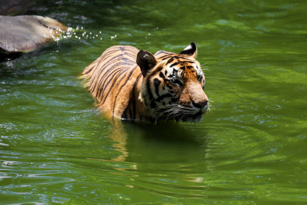 istock Tiger swimming show head and alert to camera 803816626