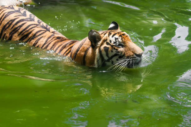 istock Tiger swimming show head and alert to camera 803816656