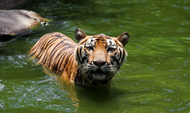 istock Tiger swimming show head and alert to camera 803816688