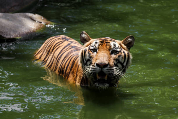 istock Tiger swimming show head and alert to camera 803816718