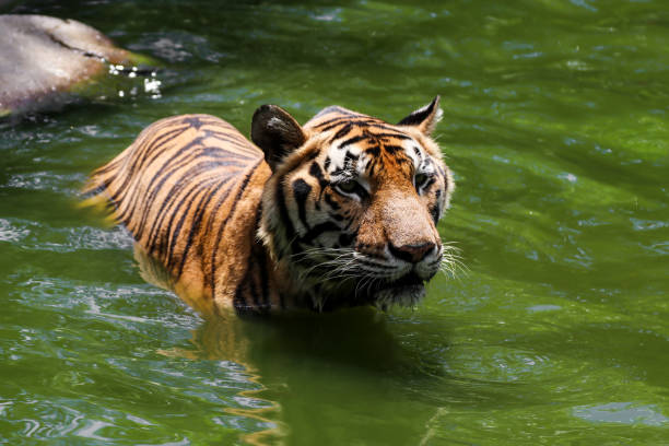istock Tiger swimming show head and alert to camera 803816736