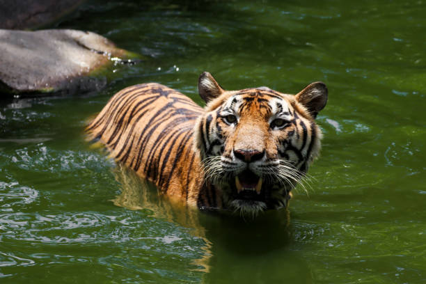 istock Tiger swimming show head and alert to camera 803816738