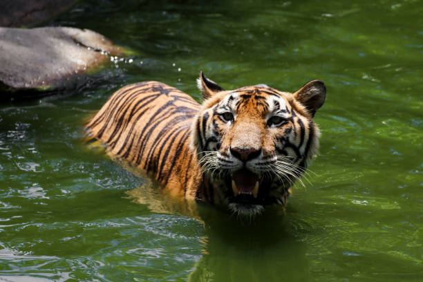 istock Tiger swimming show head and alert to camera 803816764