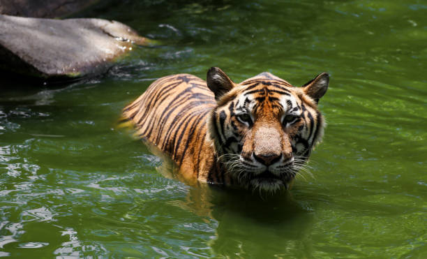 istock Tiger swimming show head and alert to camera 803816826
