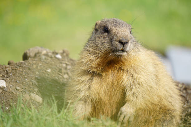 istock Alpine marmot in the natural environment. 803826480