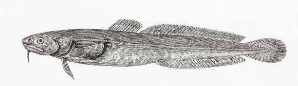 Burbot Lota lota antique engraving Illustration from book Die rationelle Zucht der Susswasserfische (The rational breeding of freshwater fish) by  Raphael Molin. Printed in Berlin in 1864. Some texture and colour of old paper visible. lota lota stock illustrations