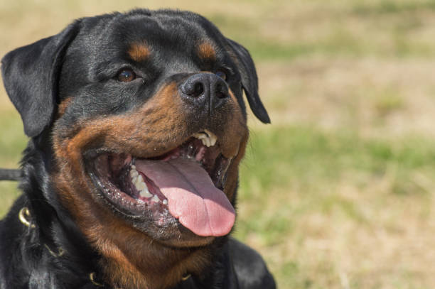 istock Rottweiler dog, close-up of head. 803837198