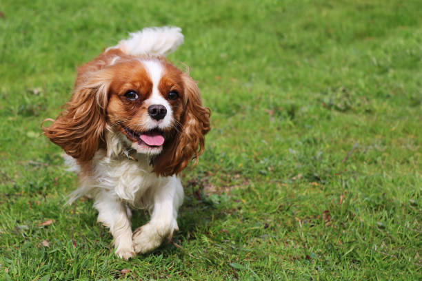 istock Young Cavalier King Charles Spaniel Dog Running Across Grass Field 803849516