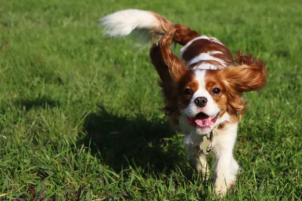 Young Cavalier King Charles Spaniel male dog running towards camera across a field of grass with mouth open and tongue out.