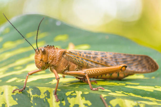 istock Locust Insect at Botanical Garden, Guayaquil, Ecuador 803849906