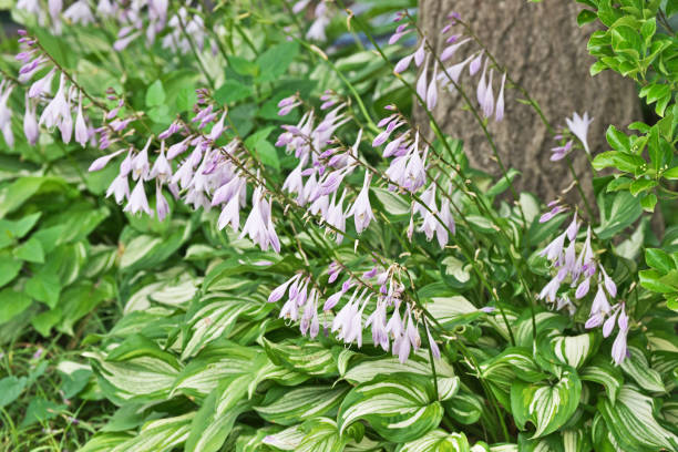 istock Flower of the Hosta 803850348