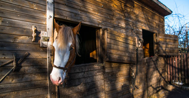 istock The horse in the stable, looking outside from the window 803858766