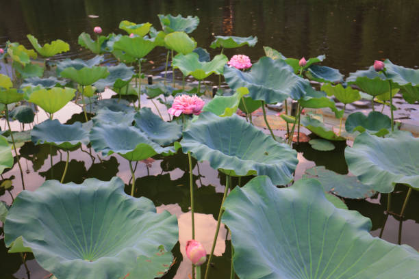 istock CUHK Reflection of the Lake Shatin 803859084