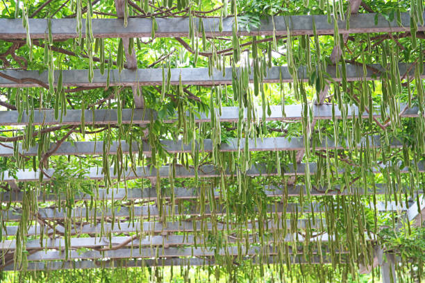 istock Wisteria floribunda 803863004