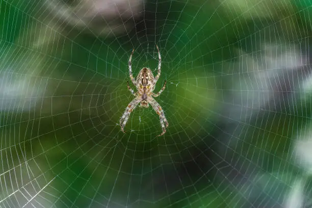 Big Garden-spider araneus in the center of web. Natural background with green bokeh. Cobweb with spider.