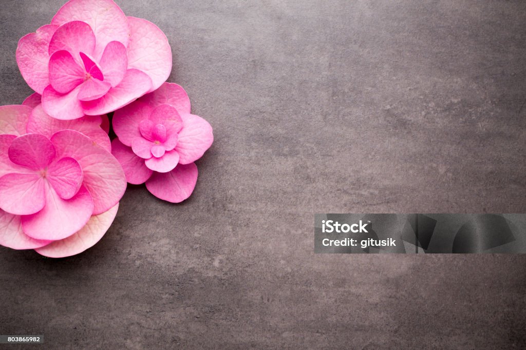 Wellness background. Close up view of spa theme objects on grey background. Beauty Stock Photo