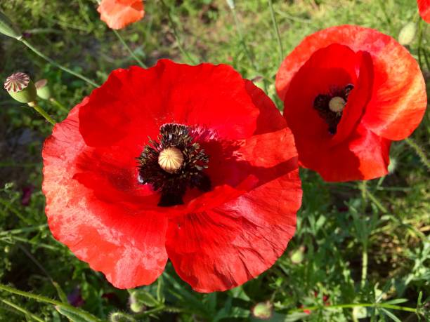 istock Extreme closeup of red poppy 803866218