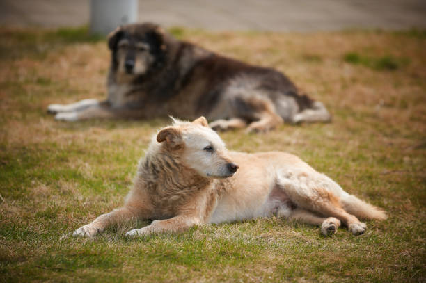 istock Abandoned dogs sleep on the street 803871904
