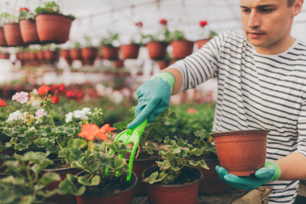 istock Gardener is taking care of his plants 803872102