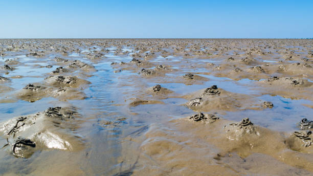 arénicole jette sur les vasières de la mer de wadden à marée basse, pays-bas - arénicole photos et images de collection