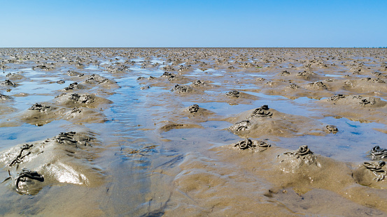 Mud flats with pattern of casts made by burrowing lugworms at low tide on Waddensea, Netherlands