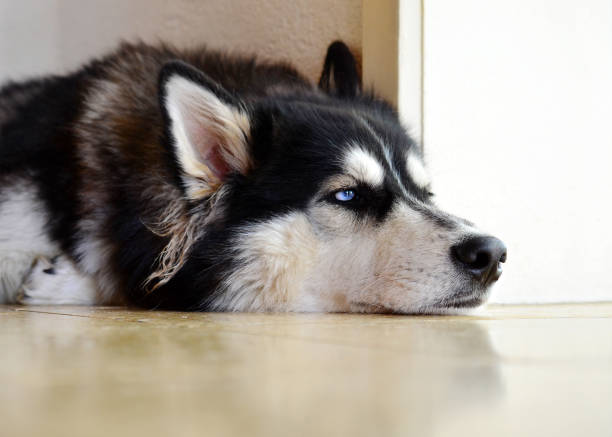 istock Siberian Husky waiting at home alone, lonely and bored with unhappy expression 803874892