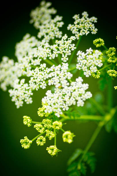 cerfeuil sauvage - cow parsley photos et images de collection