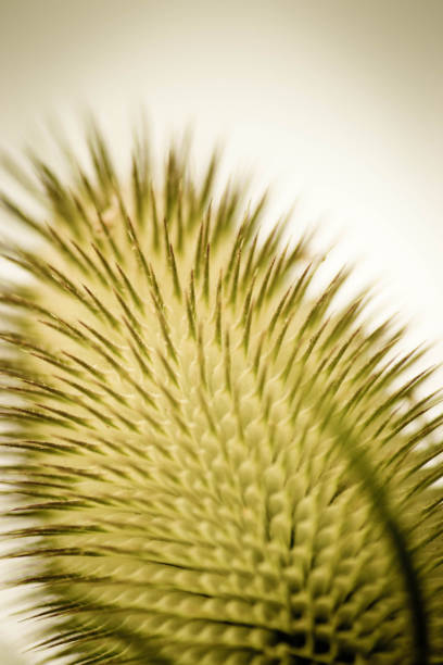 close up of a ripe teasel - perennial selective focus vertical tilt imagens e fotografias de stock