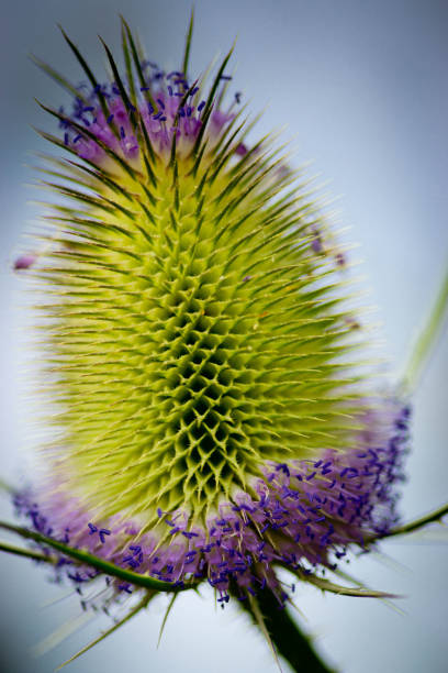 close up of a ripe teasel - perennial selective focus vertical tilt imagens e fotografias de stock