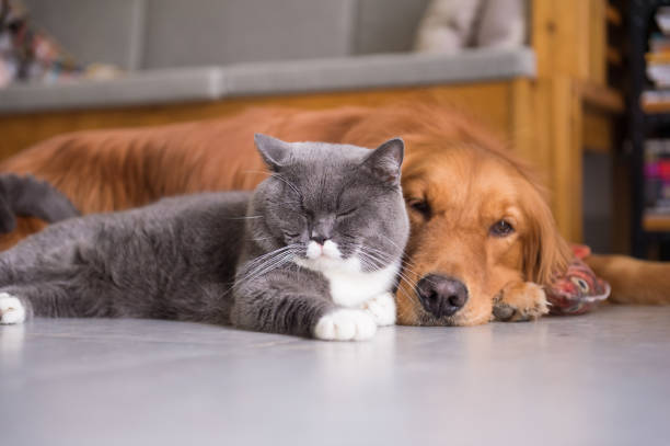 istock British shorthair cats and Golden Retriever 803875978