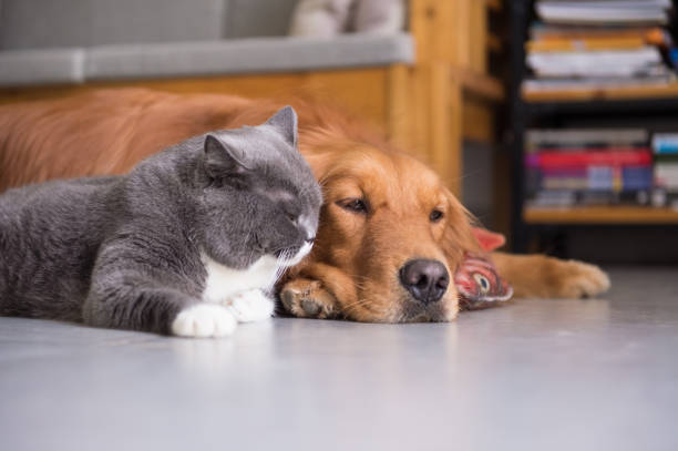 istock British shorthair cats and Golden Retriever 803875982
