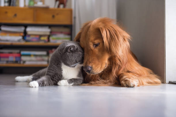 istock British shorthair cats and Golden Retriever 803878100