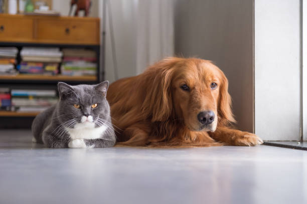 istock British shorthair cats and Golden Retriever 803878106