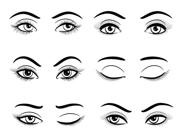 otwarte i zamknięte żeńskie oczy ustawione - cień do powiek makijaż oczu ilustracje stock illustrations