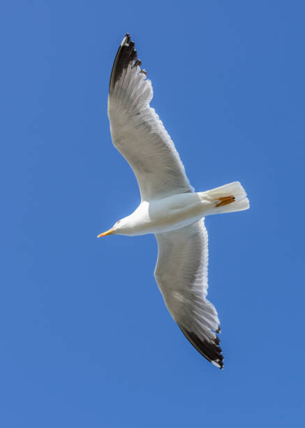 istock seagull flying against the blue sky 803887842