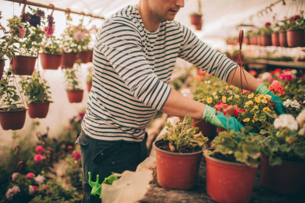 istock Gardener is taking care of his plants 803887990