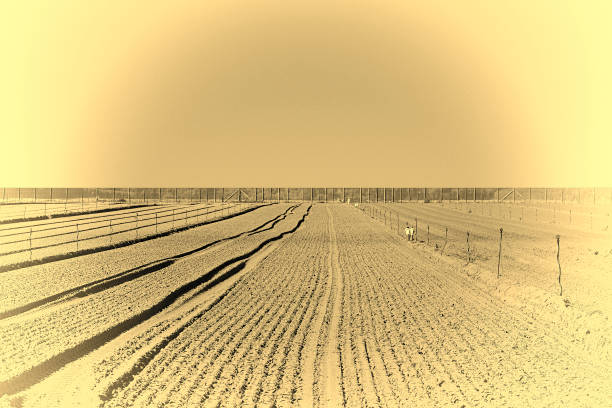 Rows of Fresh Young Green Seedling in Portugal, Stylized Photo