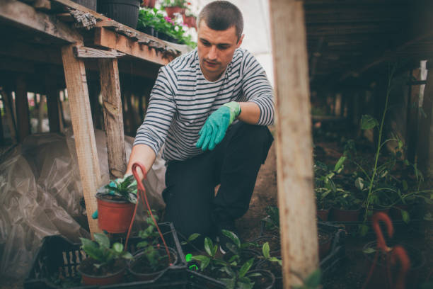istock Gardener is choosing good plants for sale 803891626