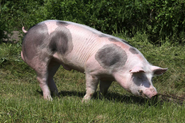 istock Young pietrain breed pig grazing on natural environment 803891672