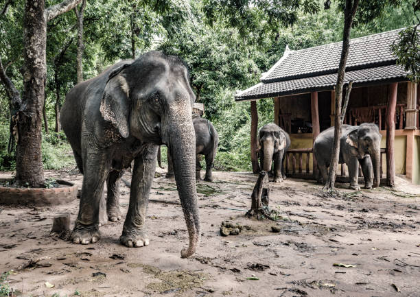 A group of elephants used as a tourist attraction in Luang Prabang Laos. There are many companies that sell packages to tourists so they can ride bath feed or stay with the elephants.