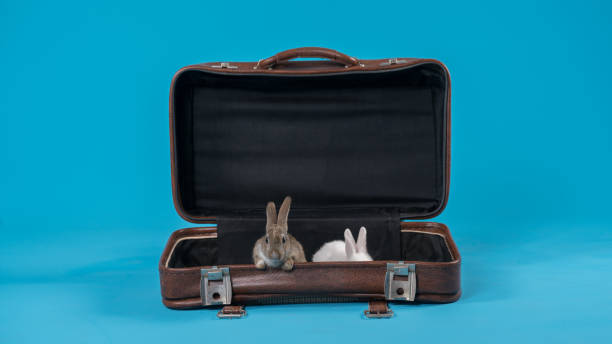istock Studio shot of rabbit lying in a suitcase 803905598
