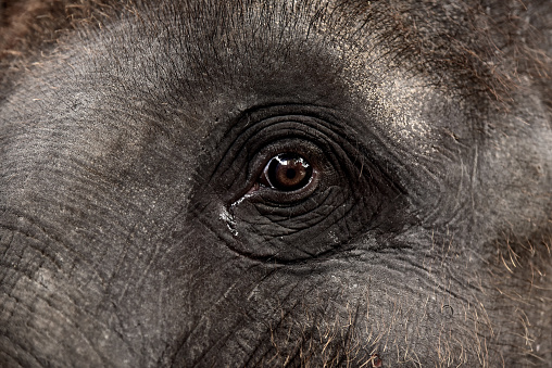 Eye of an asian elephant.