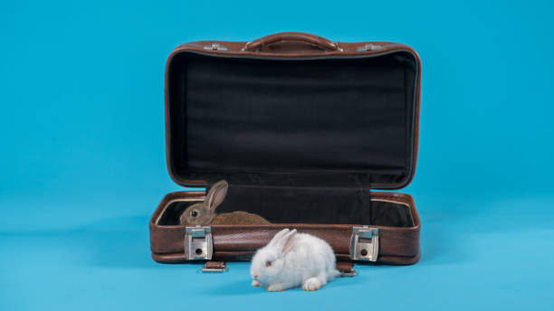 istock Studio shot of rabbit lying in a suitcase 803906318