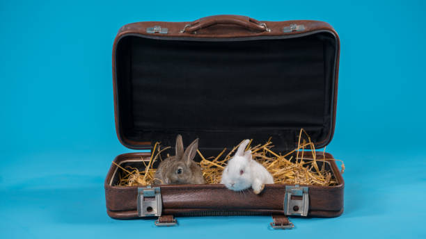 istock Studio shot of rabbit lying in a suitcase 803911230
